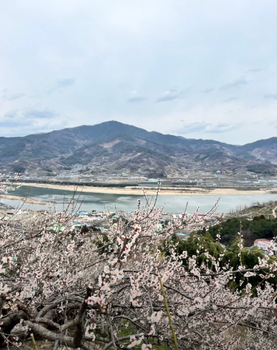 광양매화축제-6시내고향