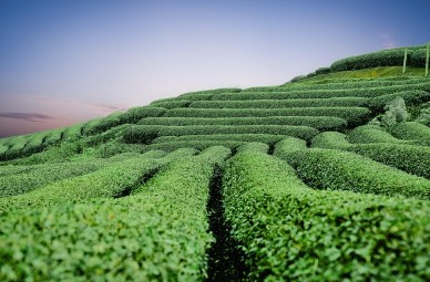 지방간에 좋은 음식3