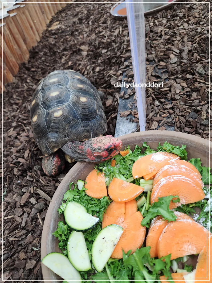 여주-곤충박물관-내부의-거북이