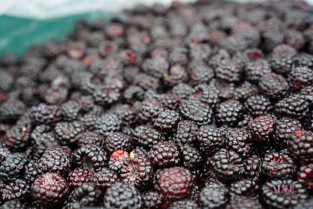 신선한-복분자를-가득-수확한-모습