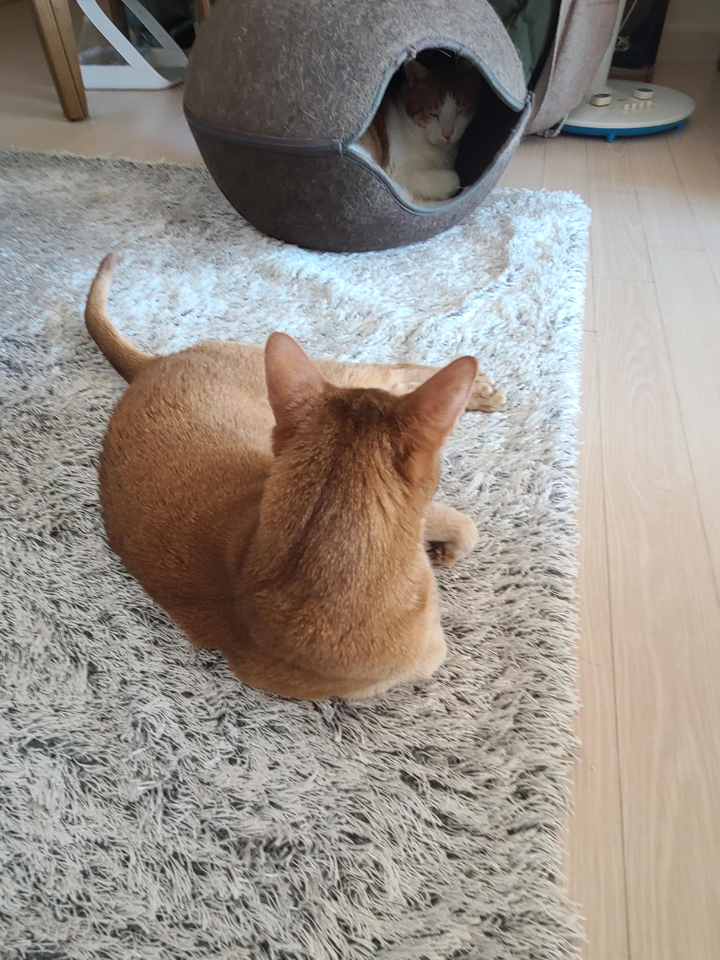 햇살 좋은 아침 고양이들과 모닝인사