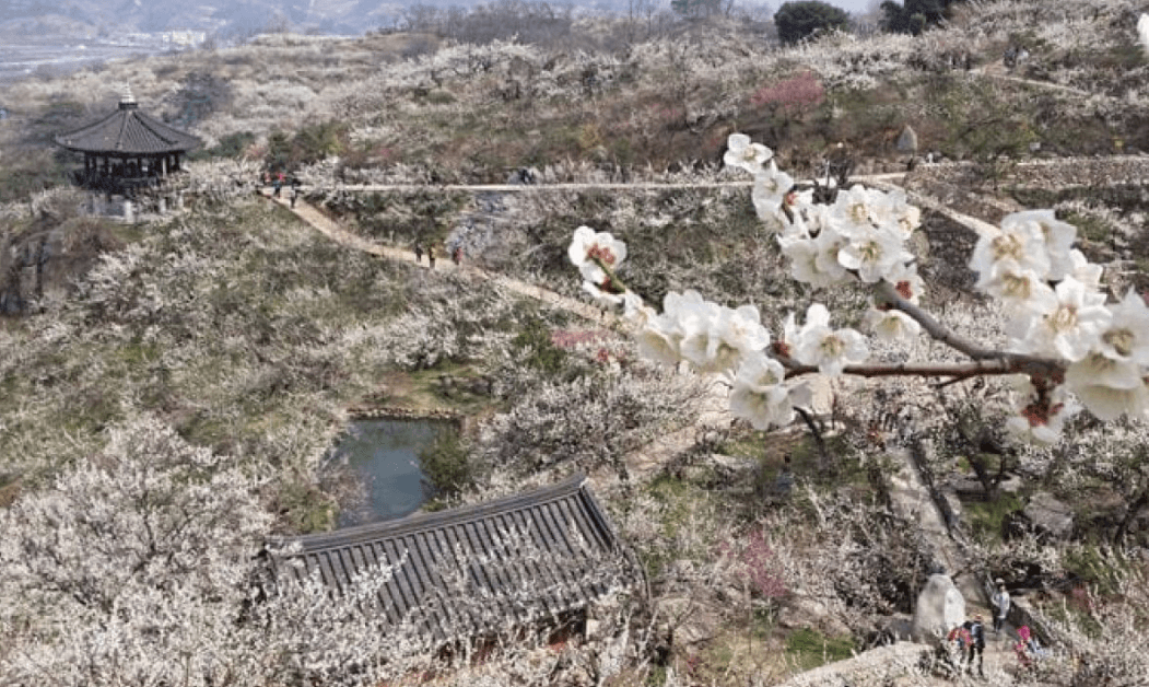 2025년 광양 매화축제 주차장 관련 사진