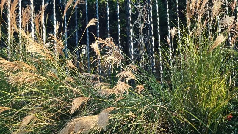 억새-활용법