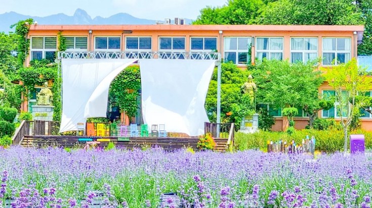 라벤더축제 / 라벤더 꽃말 / 라벤더 효능