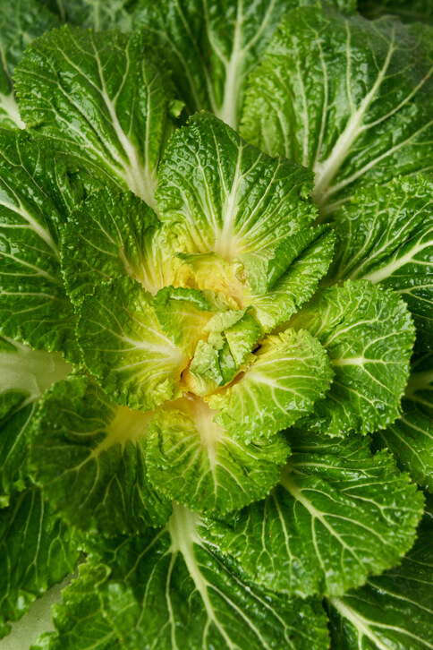 밭에 있는 봄동