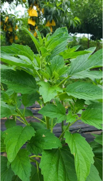 참깨 효능 파종 수확 보관 씻는 법까지 먹는 방법 총정리_7