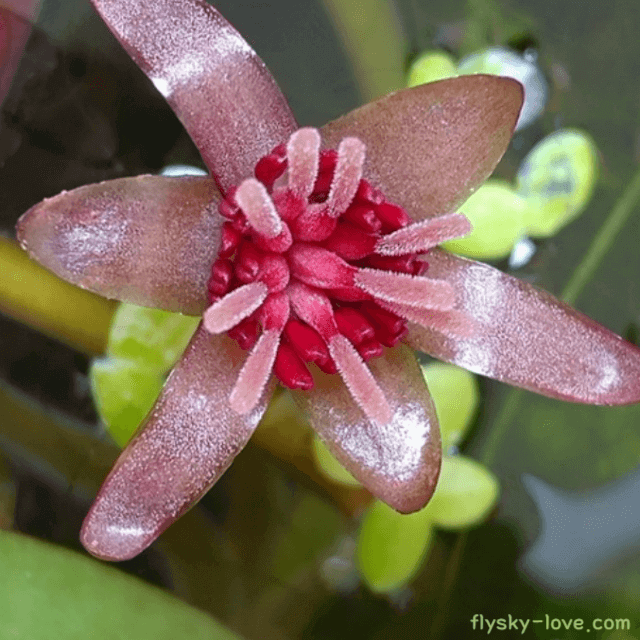 순채 순채나물 순나물