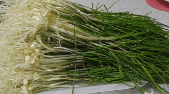 본나물 종류에 포함된 달래가 깔끔하게 다듬어져 있다