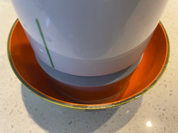 절인 당근은 소금 헹궈내고 물기 꼭 짜기