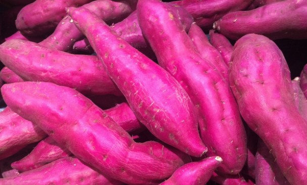 [폐암예방] 폐에 좋은 음식 고구마 효능 고르는법