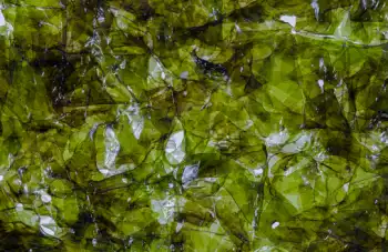 곱창김 가격 및 효능, 영양성분