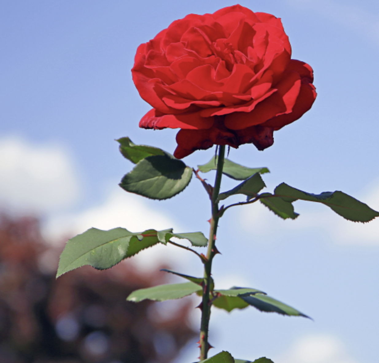 서울대공원 장미원