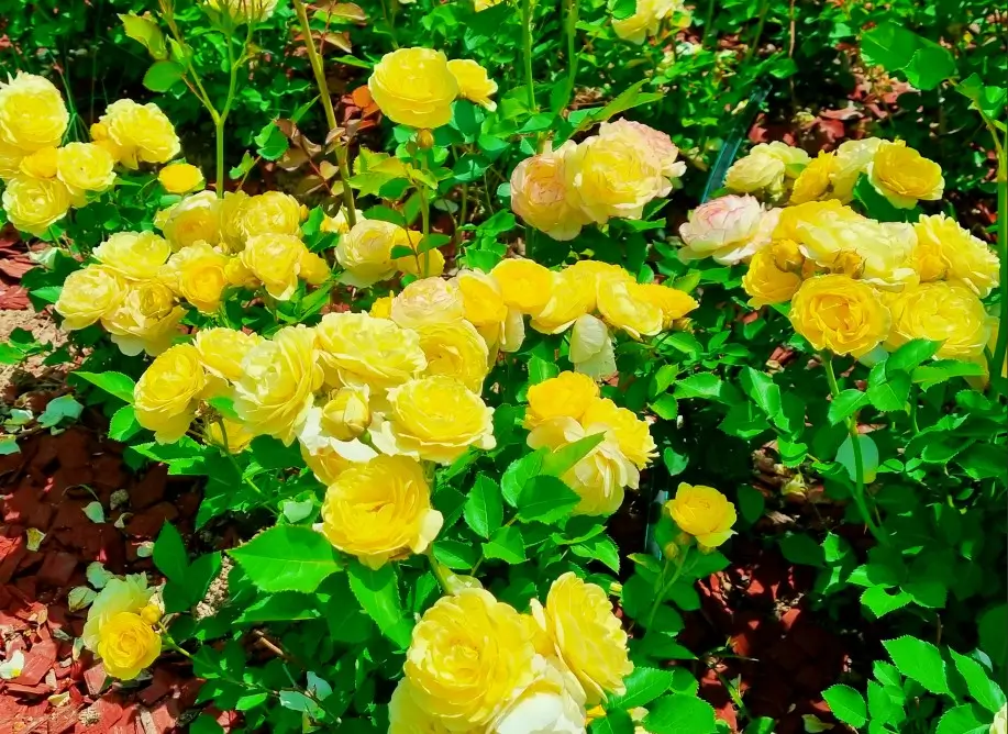 김포 한강신도시 호수공원: 장미의 계절&amp;#44; 발길을 잡는 풍경