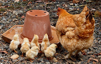 어미-닭과-병아리들