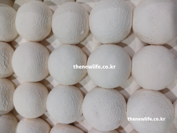 양송이버섯 효능의 핵심 성분인 베타글루칸과 폴리페놀이 면역 세포 활성화에 작용하는 실물 사진