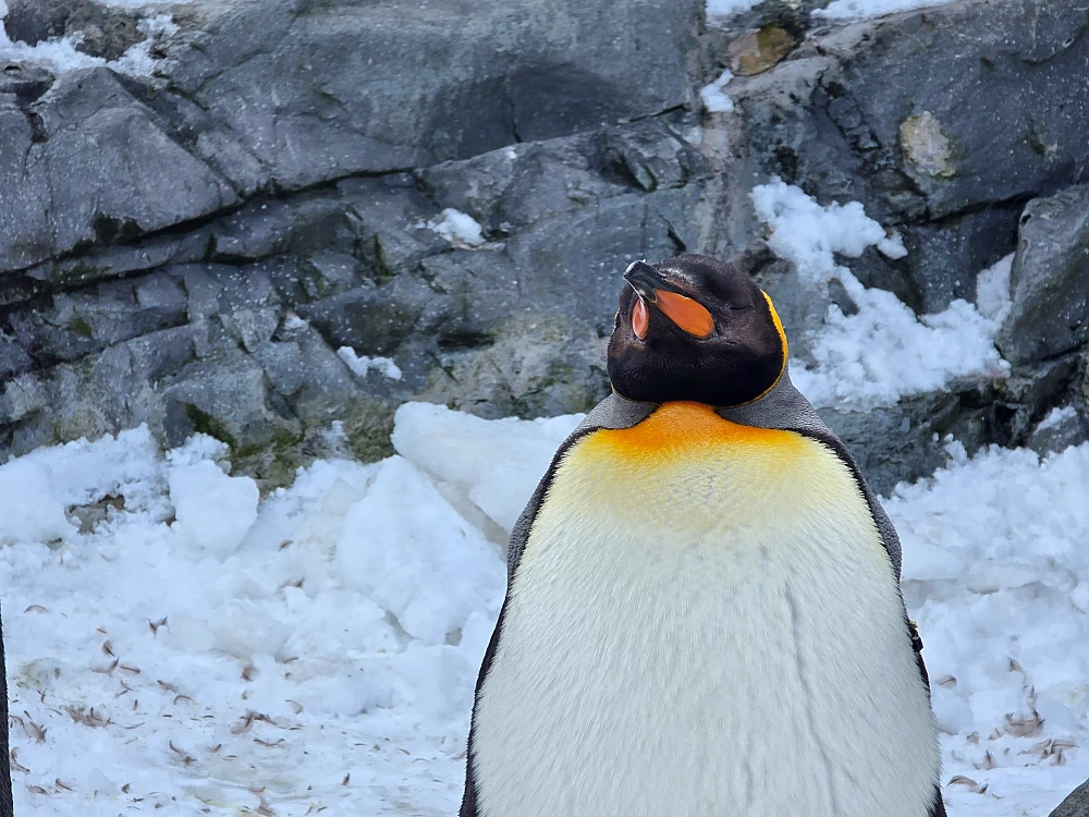 아사히야마 동물원 펭귄 워크 관광1