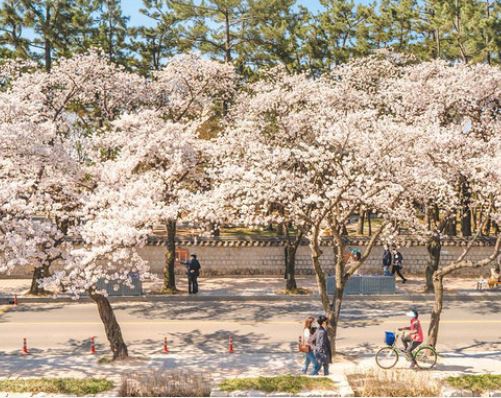 통영 벚꽃 명소