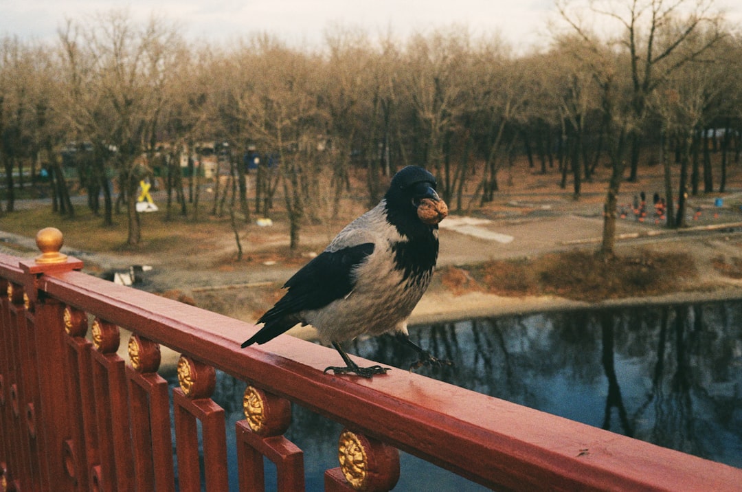 Han Duck-soo