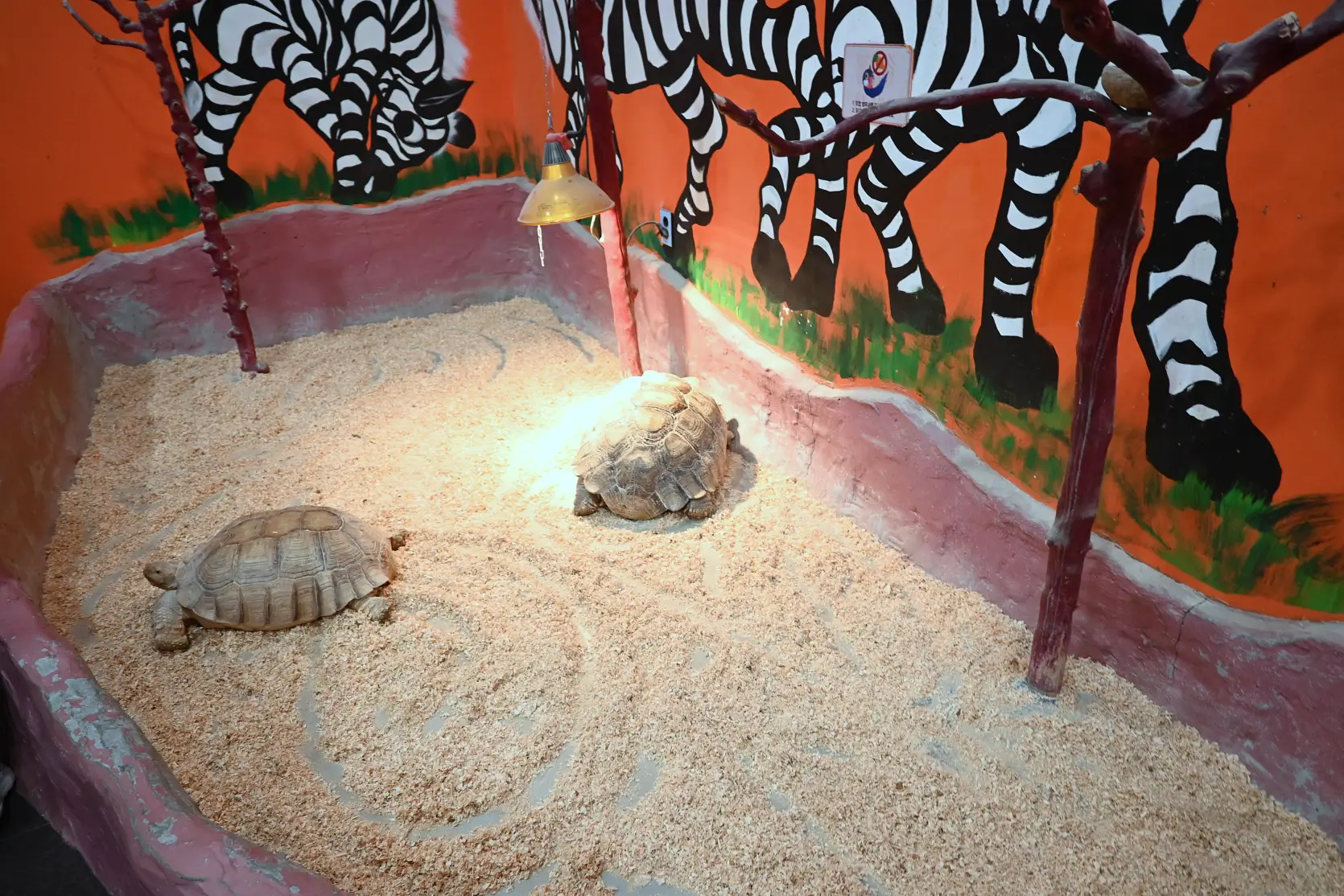 기흥 하이브패밀리 테마파크 온가족이 즐기는 동물원이 있는 키즈카페 사진 12