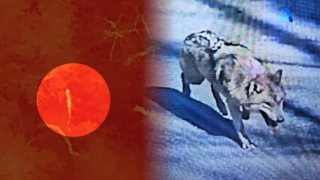 늑구 대전 오월드 탈출 수컷 늑대 청주 드론 수색