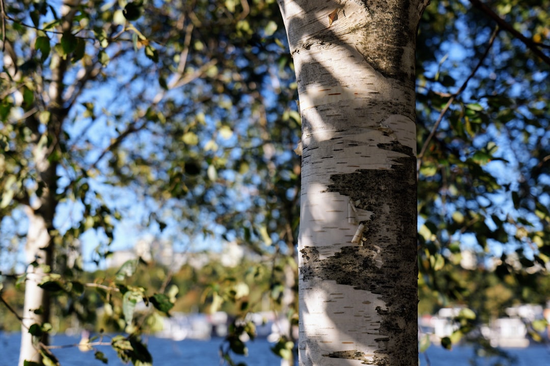 Birch