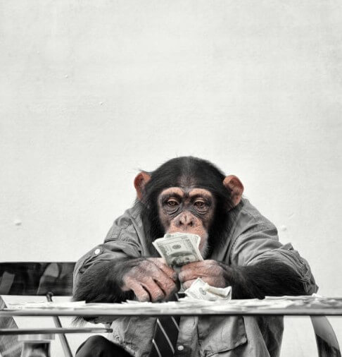 원숭이띠상극띠돼지띠 원숭이띠맞지않는띠