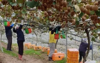 키위 재배 수분 수정 덩굴 유인 월동 대비_6