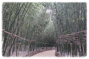 태화강십리대밭