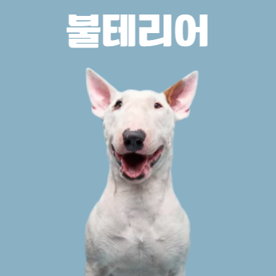 불테리어 사진