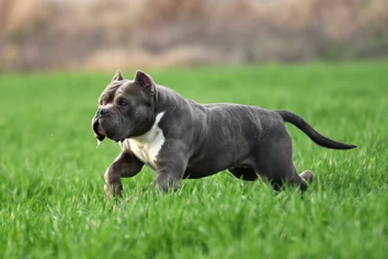 핏불테리어 사진