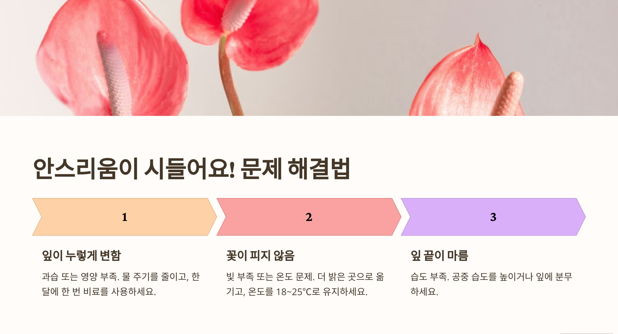 아스리움 꽃 사진