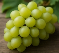 포도 종류