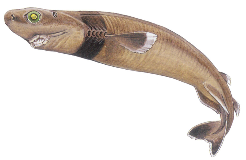 심해의 괴식자 쿠키커터상어의 식사 방식과 생태계 역할