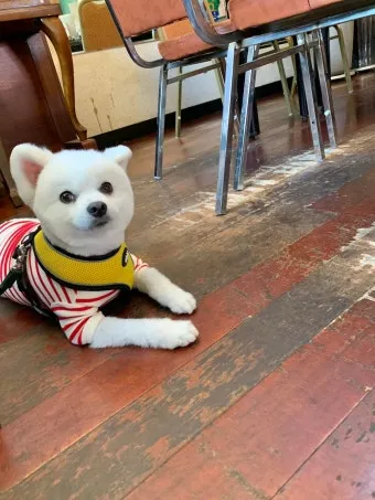 제주 반려견과 함께 가기 좋은 펫프렌들리 숙소 리스트_12