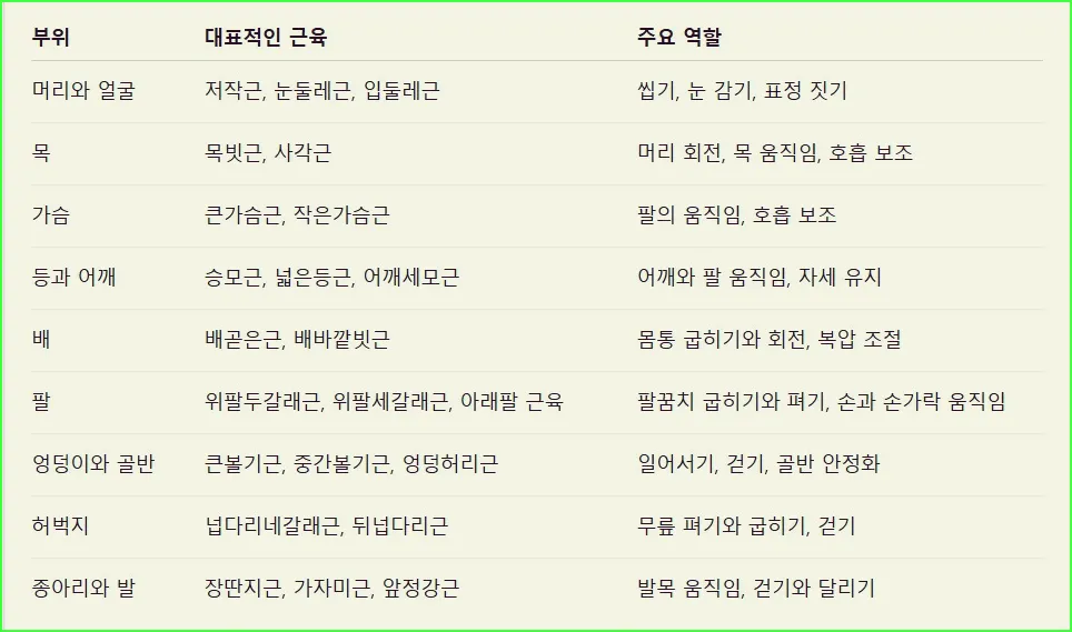위치별 주요 근육 분포