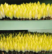 엔다이브 재배 상토 선정 배수 통풍 연속 수확_1