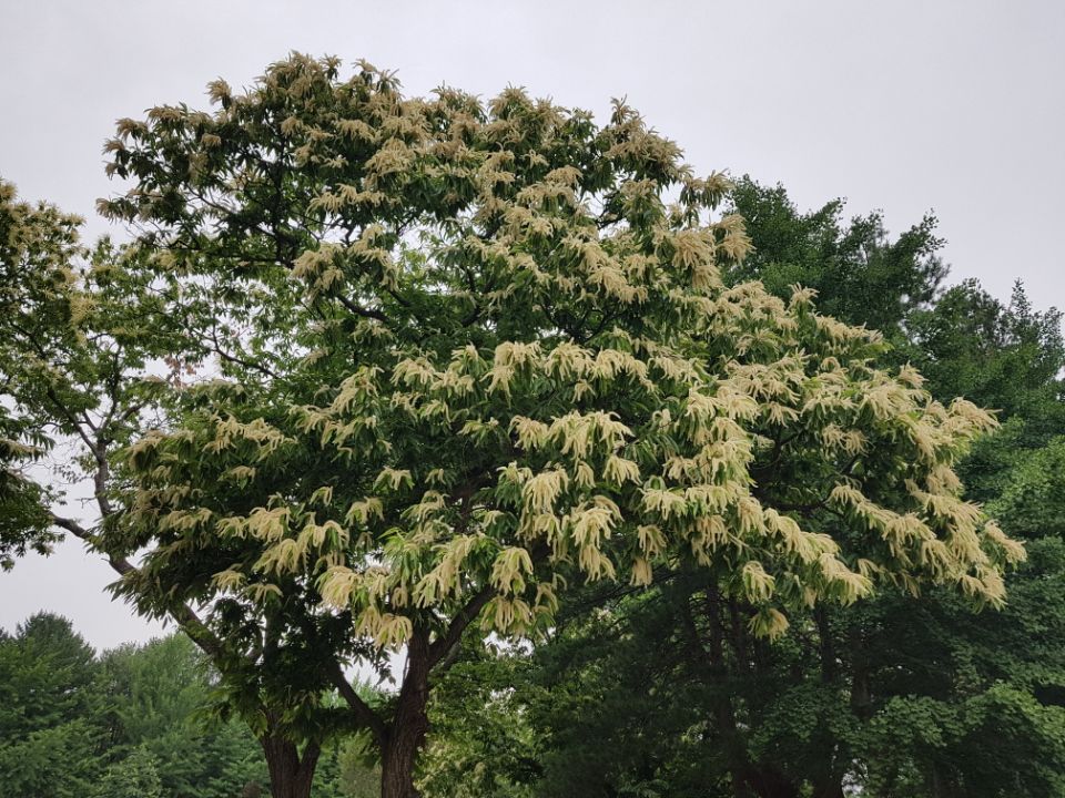 여름 초입에 수꽃이 피어있는 밤나무 가지