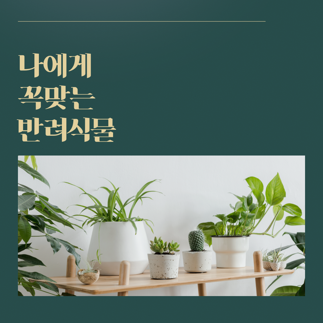 원예식물 관련 사진