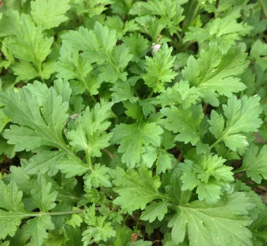 쑥과 쑥갓의 차이: 닮은 듯 다른 두 식물의 모든 것 - 쑥