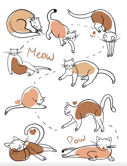 고양이 털빠짐 줄이는 브러싱 루틴과 추천 도구 - 초보 집사의 실전 가이드