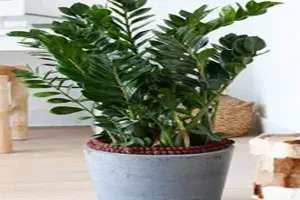 금전수