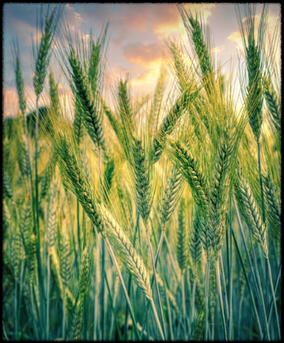 성장 호르몬 자극 음식