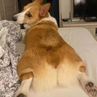 강아지 엉덩이 들이미는 이유 애정표현인지_5