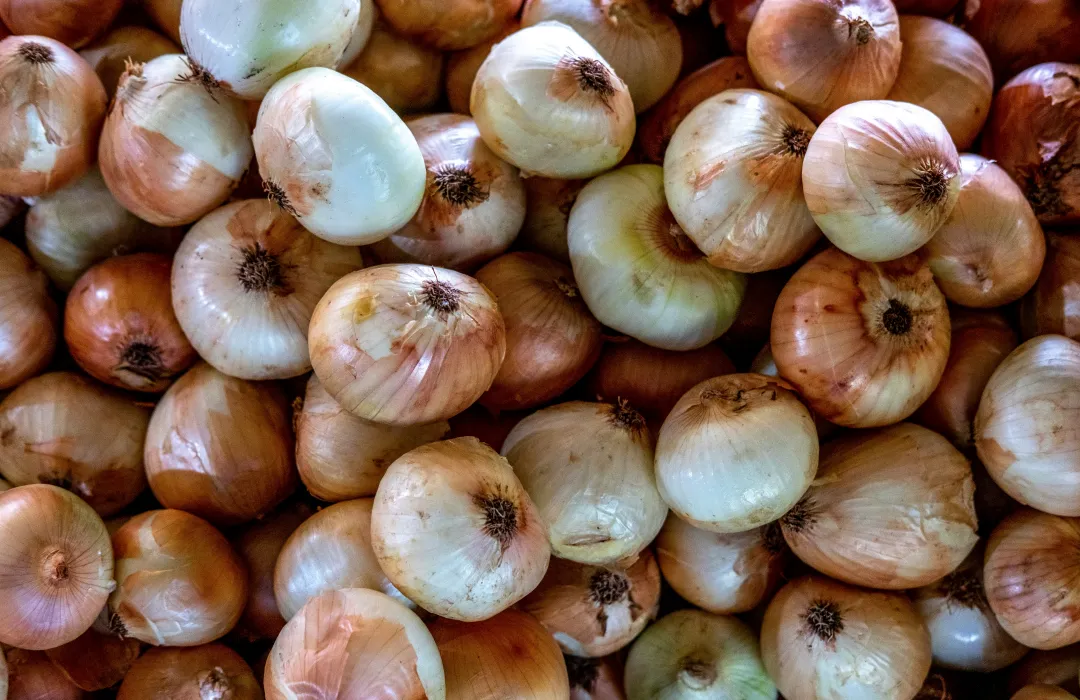 양파-보관-사진