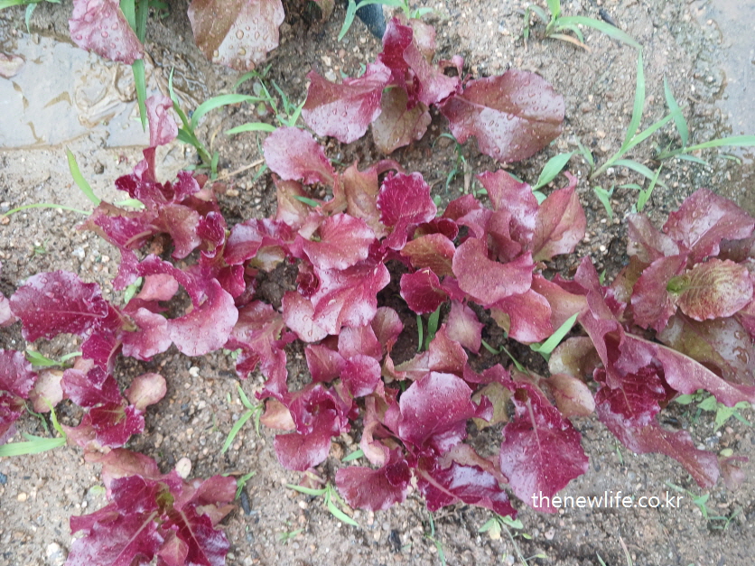 Red lettuce plants with water drops on leaves after rain in a garden field- 비 온 뒤 잎 위에 물방울이 맺힌 붉은 적상추들이 밭에 자라는 모습