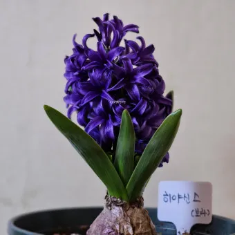 히아신스 꽃말 키우는법 꽃이 지고난 후 수경재배_10