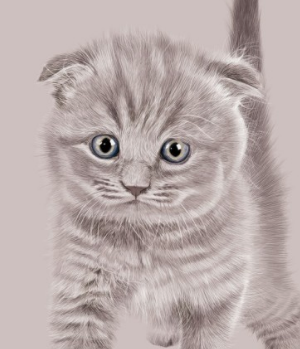 사람들이 제일 좋아하고 키우기 쉬운 고양이 TOP 5