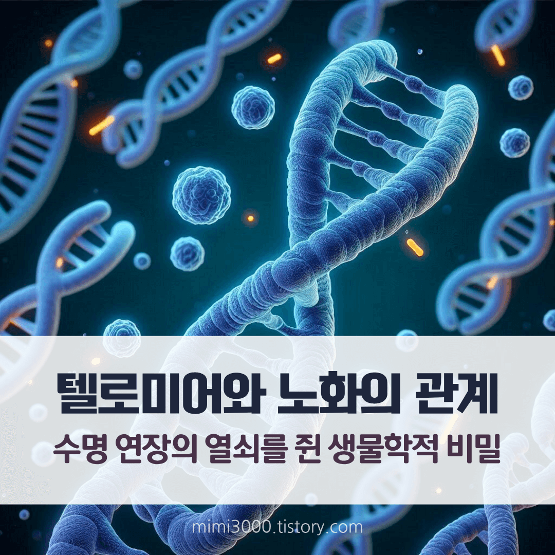 텔로미어와 노화의 관계 : 수명 연장의 열쇠를 과학적으로 설명한 글 썸네일