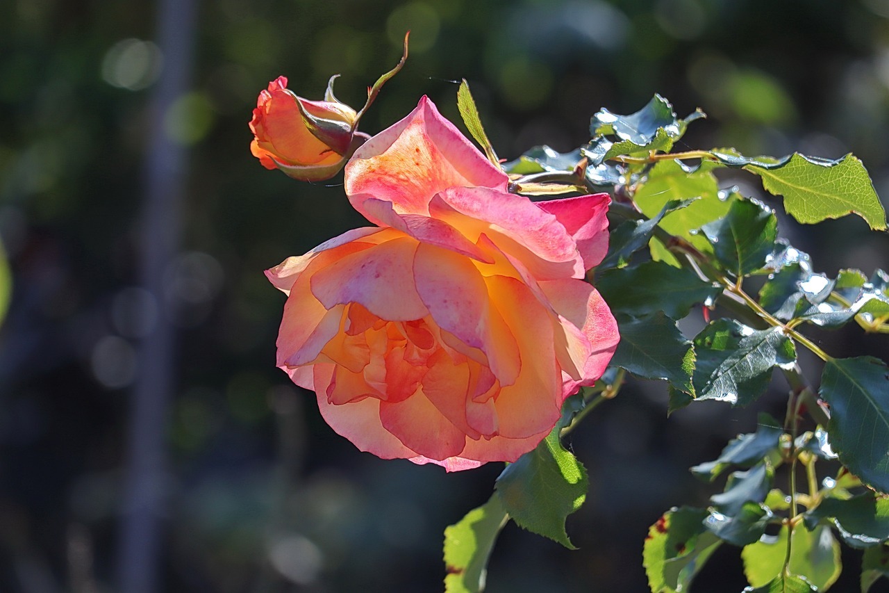 포항 영일대 장미원