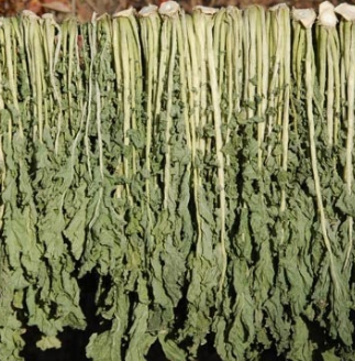 시래기 효능 무청 부작용 고르는법